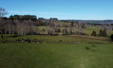 Campo de 476 hectáreas productivas en Purranque, Región de Los Lagos