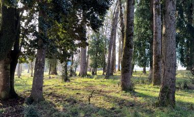 Campo de 476 hectáreas productivas en Purranque, Región de Los Lagos