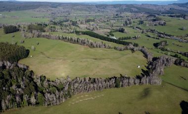 Campo de 476 hectáreas productivas en Purranque, Región de Los Lagos