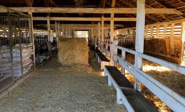 Campo de 476 hectáreas productivas en Purranque, Región de Los Lagos