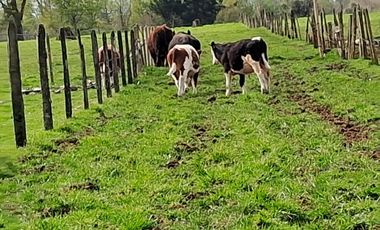 Vendo Parcelas De Agrado En Sector Collico, Río Bueno