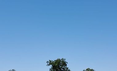 Vendo Parcelas De Agrado En Sector Collico, Río Bueno