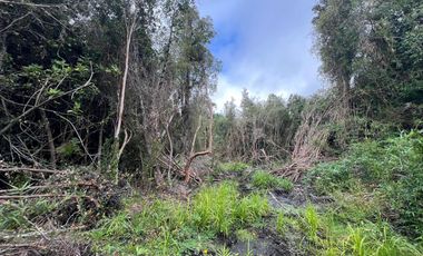 Vendo Campo En Sector Tronlico, Los Ríos