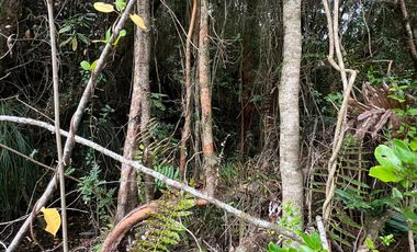 Vendo Campo En Sector Tronlico, Los Ríos