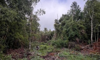 Vendo Campo En Sector Tronlico, Los Ríos