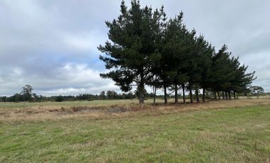 Vendo Campo En Sector Tronlico, Los Ríos