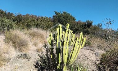 Se vende terreno 5.6HA con casa y cabaña, Km33, El Molle, Valle de Elqui