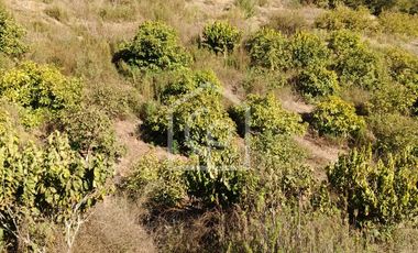Se vende terreno 5.6HA con casa y cabaña, Km33, El Molle, Valle de Elqui