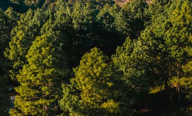 LOTE 603 CON 300MT2 CON 5 ARBOLES DE MAS DE 15 MT DE ALTURA