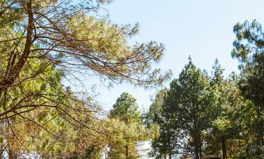 LOTE 603 CON 300MT2 CON 5 ARBOLES DE MAS DE 15 MT DE ALTURA