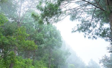 LOTE 603 CON 300MT2 CON 5 ARBOLES DE MAS DE 15 MT DE ALTURA