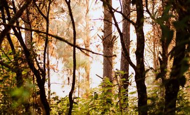 LOTE DE TERRENO DE 300 MT2 EN LA TRANQWUILIDAD DE LA NATURALEZA