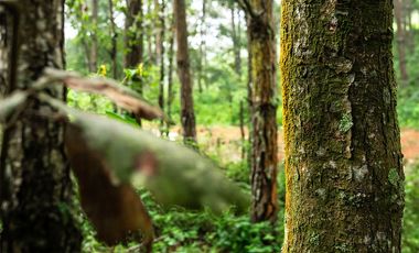 LOTE DE TERRENO DE 300 MT2 EN LA TRANQWUILIDAD DE LA NATURALEZA