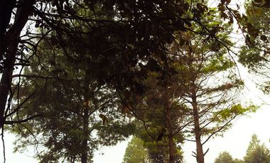 LOTE DE 300 MT2 CON 7 ARBOLES DE 15 MT DE ALTURA, CON NATURALEZA DE LA MANO