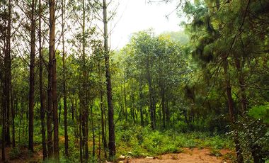 LOTE DE 300 MT2 CON 7 ARBOLES DE 15 MT DE ALTURA, CON NATURALEZA DE LA MANO