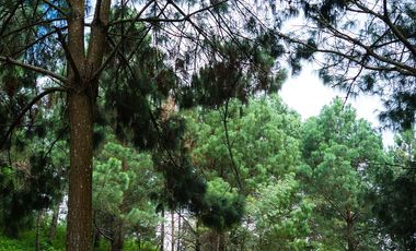 LOTE DE 300 MT2 CON 7 ARBOLES DE 15 MT DE ALTURA, CON NATURALEZA DE LA MANO