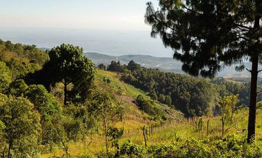 LOTE DE 300 MT2 CON 7 ARBOLES DE 15 MT DE ALTURA, CON NATURALEZA DE LA MANO