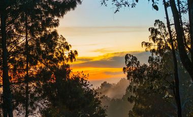 LOTE DE 300 MT2 CON 7 ARBOLES DE 15 MT DE ALTURA, CON NATURALEZA DE LA MANO