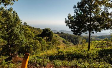 LOTE DE 300 MT2 CON 7 ARBOLES DE 15 MT DE ALTURA, CON NATURALEZA DE LA MANO