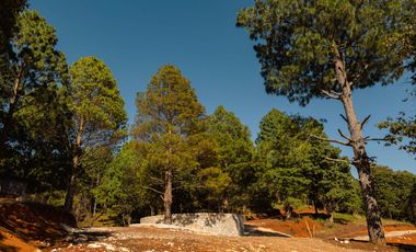 LOTE DE 300 MT2 CON 7 ARBOLES DE 15 MT DE ALTURA, CON NATURALEZA DE LA MANO