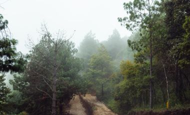 LOTE DE 300 MT2 CON 10 ARBOLES DE 15 MT DE ALTURA, CON NATURALEZA DE LA MANO