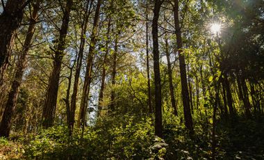 LOTE DE 300 MT2 CON 10 ARBOLES DE 15 MT DE ALTURA, CON NATURALEZA DE LA MANO