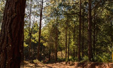 LOTE DE 300 MT2 CON 10 ARBOLES DE 15 MT DE ALTURA, CON NATURALEZA DE LA MANO