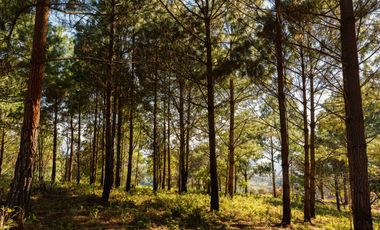 LOTE DE 300 MT2 CON 10 ARBOLES DE 15 MT DE ALTURA, CON NATURALEZA DE LA MANO