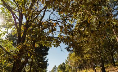 LOTE DE 300 MT2 CON 10 ARBOLES DE 15 MT DE ALTURA, CON NATURALEZA DE LA MANO