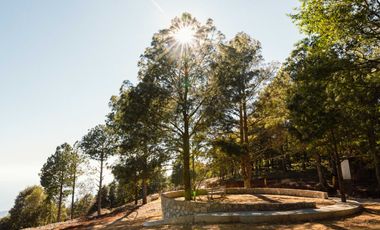 LOTE DE 300 MT2 CON 10 ARBOLES DE 15 MT DE ALTURA, CON NATURALEZA DE LA MANO