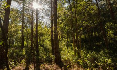 LOTE DE 300 MT2 CON 10 ARBOLES DE 15 MT DE ALTURA, CON NATURALEZA DE LA MANO