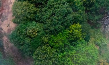 LOTE DE 300 MT2 CON 8 ARBOLES DE 15 MT DE ALTURA, CON NATURALEZA DE LA MANO.