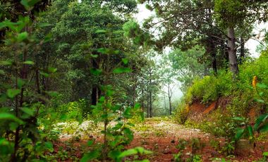 LOTE DE 300 MT2 CON 8 ARBOLES DE 15 MT DE ALTURA, CON NATURALEZA DE LA MANO.