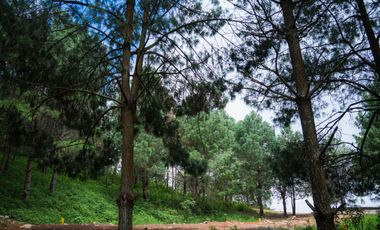 LOTE DE 300 MT2 CON  9 ARBOLES DE 15 MT DE ALTURA, CON NATURALEZA DE LA MANO