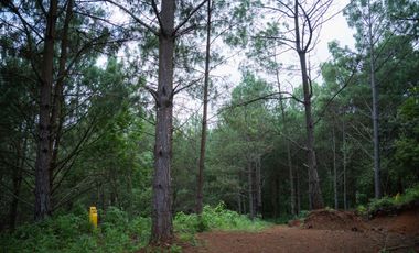 LOTE DE 300 MT2 CON  9 ARBOLES DE 15 MT DE ALTURA, CON NATURALEZA DE LA MANO