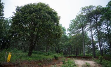 LOTE DE 300 MT2 CON  9 ARBOLES DE 15 MT DE ALTURA, CON NATURALEZA DE LA MANO