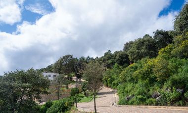 LOTE DE 348 MT2 CON 11 ARBOLES DE 15 MT DE ALTURA, CON NATURALEZA DE LA MANO