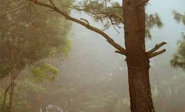 LOTE DE 348 MT2 CON 11 ARBOLES DE 15 MT DE ALTURA, CON NATURALEZA DE LA MANO