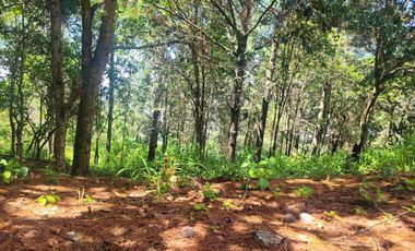 LOTE DE 348 MT2 CON 11 ARBOLES DE 15 MT DE ALTURA, CON NATURALEZA DE LA MANO