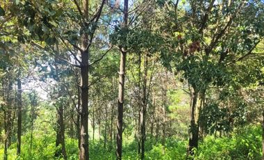 LOTE DE 348 MT2 CON 11 ARBOLES DE 15 MT DE ALTURA, CON NATURALEZA DE LA MANO