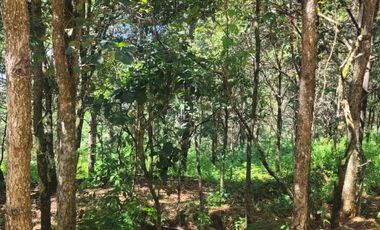 LOTE DE 348 MT2 CON 11 ARBOLES DE 15 MT DE ALTURA, CON NATURALEZA DE LA MANO