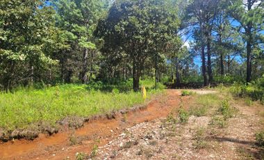 LOTE DE 348 MT2 CON 11 ARBOLES DE 15 MT DE ALTURA, CON NATURALEZA DE LA MANO