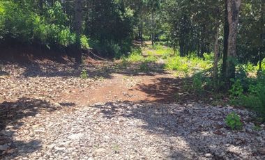 LOTE DE 348 MT2 CON 11 ARBOLES DE 15 MT DE ALTURA, CON NATURALEZA DE LA MANO