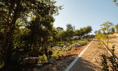 LOTE DE 200 MT2 CON 5 ARBOLES DE 12 MT DE ALTURA, CON NATURALEZA DE LA MANO