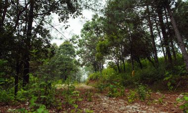 LOTE DE 200 MT2 CON 5 ARBOLES DE 12 MT DE ALTURA, CON NATURALEZA DE LA MANO
