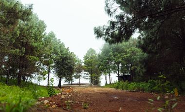 LOTE DE 200 MT2 CON 5 ARBOLES DE 12 MT DE ALTURA, CON NATURALEZA DE LA MANO