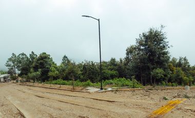 LOTE DE 200 MT2 CON 5 ARBOLES DE 12 MT DE ALTURA, CON NATURALEZA DE LA MANO