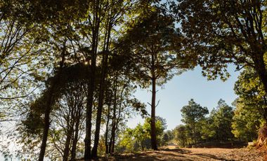 LOTE DE 300 MT2 CON 7 ARBOLES DE 15 MT DE ALTURA, CON NATURALEZA DE LA MANO