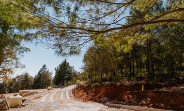 LOTE DE 300 MT2 CON 7 ARBOLES DE 15 MT DE ALTURA, CON NATURALEZA DE LA MANO
