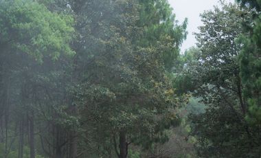 LOTE DE 300 MT2 CON 7 ARBOLES DE 15 MT DE ALTURA, CON NATURALEZA DE LA MANO